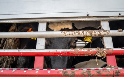 Krávy z Dánska v transportu na odpočívadle v Turecku - Nevinné oběti